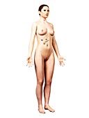 Female endocrine system,artwork