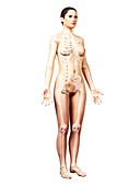 Female skeleton,artwork