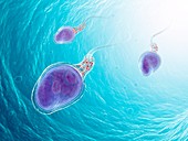 Human sperm cells,artwork