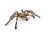 Pet Tarantula Spider