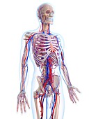 Male vascular system,artwork