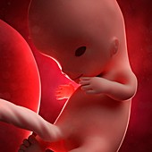 Foetus at 10 weeks,artwork