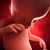 Foetus at 19 weeks,artwork