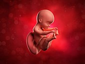 Foetus at 25 weeks,artwork