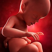 Foetus at 26 weeks,artwork