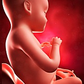 Foetus at 28 weeks,artwork