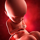Foetus at 32 weeks,artwork