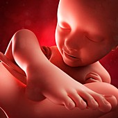 Foetus at 35 weeks,artwork