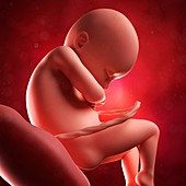 Foetus at 36 weeks,artwork