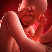Foetus at 39 weeks,artwork
