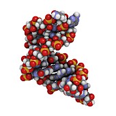 MicroRNA molecule