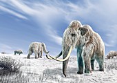 Woolly mammoths,artwork