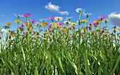 Wildflower meadow,artwork