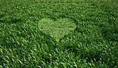 Heart-shaped grass,artwork