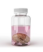 Preserved brain,artwork