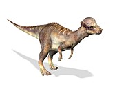 Pachycephalosaurus dinosaur,artwork