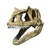 Allosaurus dinosaur skull,artwork