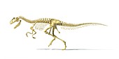 Allosaurus dinosaur skeleton,artwork