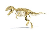 Giganotosaurus dinosaur skeleton,artwork