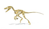Velociraptor dinosaur skeleton,artwork