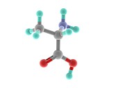 Alanine molecule
