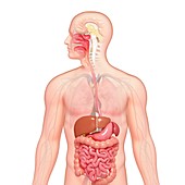 Healthy digestive system,artwork