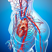 Cardiovascular system,artwork