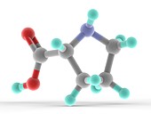 Proline molecule