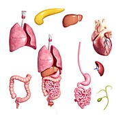 Human organs,artwork