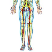 Lower body anatomy,artwork