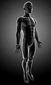 Male anatomy,artwork