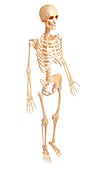 human skeleton anatomy side