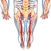 Lower body anatomy,artwork