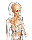 Female skeleton,artwork