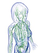 Female lymphatic system,artwork