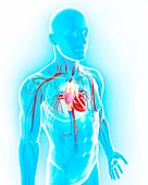 Male cardiovascular system,artwork