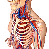 Upper body anatomy,artwork