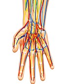 Hand anatomy,artwork