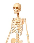 Female skeleton,artwork