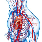 Male cardiovascular system,artwork