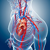 Male cardiovascular system,artwork