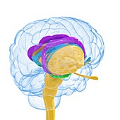 Brain anatomy,artwork