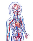 Female cardiovascular system,artwork