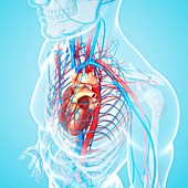 Male cardiovascular system,artwork