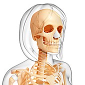 Female skeleton,artwork