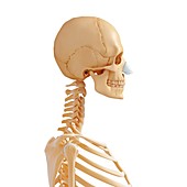 Female skeleton,artwork