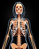 Female skeleton,artwork