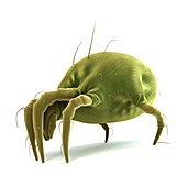 Dust mite,artwork