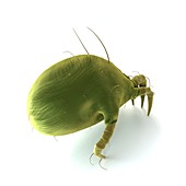 Dust mite,artwork