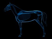 Horse skeleton,artwork